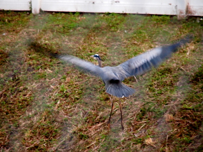[The heron has its wings fully outstretch with its head forward, but its legs are hanging down. There are diagonal lines across the image from the de-focused fence wires.]